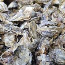 2024 천북 굴축제 이미지