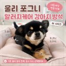 포그니 | 울리 포그니 알러지케어 강아지 방석 M 후기｜3.6kg 치와와 사이즈 내돈내산