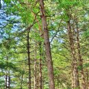 국립유명산자연휴양림 이미지