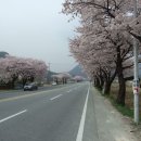 동학사 가는 길의 아름다운 벚꽃길.. 이미지