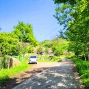 말하는 은행나무 이미지