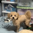 부부펫살롱 네이버블로그