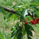 지리산황금나무 이미지