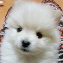 뽀시래기 이미지