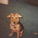 CHUBBY DOG 이미지