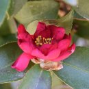 동백목장 이미지