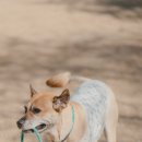 도그파크랜드 이미지