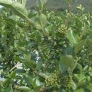 와동농장 이미지