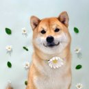 헬로우 그루밍 이미지