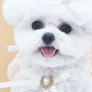 멍멍부띠끄 이미지