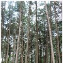 좌구산자연휴양림 이미지