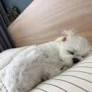 마실펜션민박 | 강원도 횡성여행 강아지동반숙소 애견동반숙소추천 토닥민박 (구 스테이토닥)