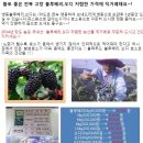 황토좋은 전북 고창 블루베리1kg15,000원 오디1kg 7,500원(당도가 좋아요^^) 이미지