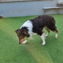 디스크 독 연구소 이미지