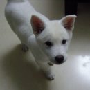 진돗개 지희 단체전에 초대받아 오엔갤러리 WITH US 공감, 힐링, 소통 전 참가했어요🐾