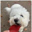 동면유치원 | 지인 추천으로 다녀온 양산 애견유치원, 디엠 다우리 도그 센터 10회 권 리얼 이용 후기!