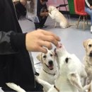 소울메이독 | [안양유원지 애견카페] 소울메이독 (구 코코파파) 후기