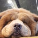 플레이독스 이미지