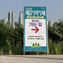 2026 세종 낙화축제 주차장 푸드트럭 후기
