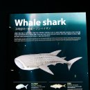 아쿠아플라넷 제주 티스토리