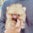 용정초 후문~명지병원 | 애견분양 부산 강서구 명지동 부산강아지분양 마이도그 명지본점 위치 가격 후기