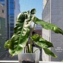 파라이소 이미지