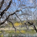 황구지천 | 수원 황구지천 벚꽃길 후기, 주차 방문 전 꼭 체크하세요!