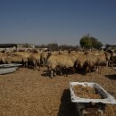 야곱 염소농장 이미지