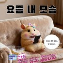 경기도 수원시 장안구 정조로1060번길 경수대로927번길 | 두바이가 뇌를 지배한 사람의 두바이 맛집 리스트