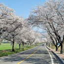 강진만갯벌탕 | 전남 벚꽃 명소 추천｜강진 금곡사 벚꽃길 드라이브 코스와 금곡사 산책 가이드