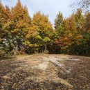 다사초등학교 건너 이미지