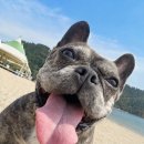 동물병원 The 개치동 | [공지] 내돈내산 강아지 오메가3 추천｜몽이가 먹는 시그니처바이 알갈 오메가3 후기