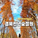 경남임산(주) | 경주 관광지 경북천년숲정원 외나무다리 포토존 단풍명소 가을끝