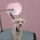 J애견미용 이미지