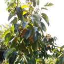 부자농장 이미지