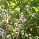 오월농장 이미지