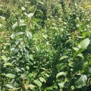 잘커농장 이미지