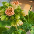 총각농장 이미지