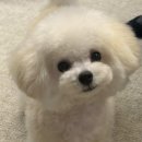 타이니 | 타이니푸들분양 후기 말이 아닌 현실로 증명하는 켄넬 브리더