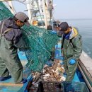 서해꽃게 이미지