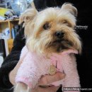 도그바라기 이미지