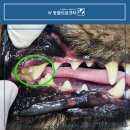 거제동물병원 | 강아지 이빨 치아골절 의심될 때 치료는 경남 거제에서 치과동물병원 내원 후기