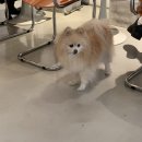 문레 | 문레역카페에 있는 루푸탑 핫플 반려견동반 카페주황~!