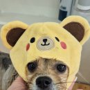 다대스파 이미지