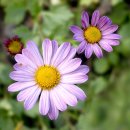 구절초로 이미지