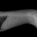 베를린 동물치과센터 이미지