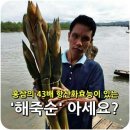 [해죽순닷컴] 항산화효과 짱짱 좋은 해죽순 구매후기~^^