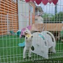 나래애견 | 경기광주파스타 나래한옥 경기광주애견동반식당 한옥레스토랑 반려견동반 후기