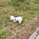 뽀송뽀송펫뷰티 이미지