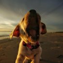 아기강아지 이미지